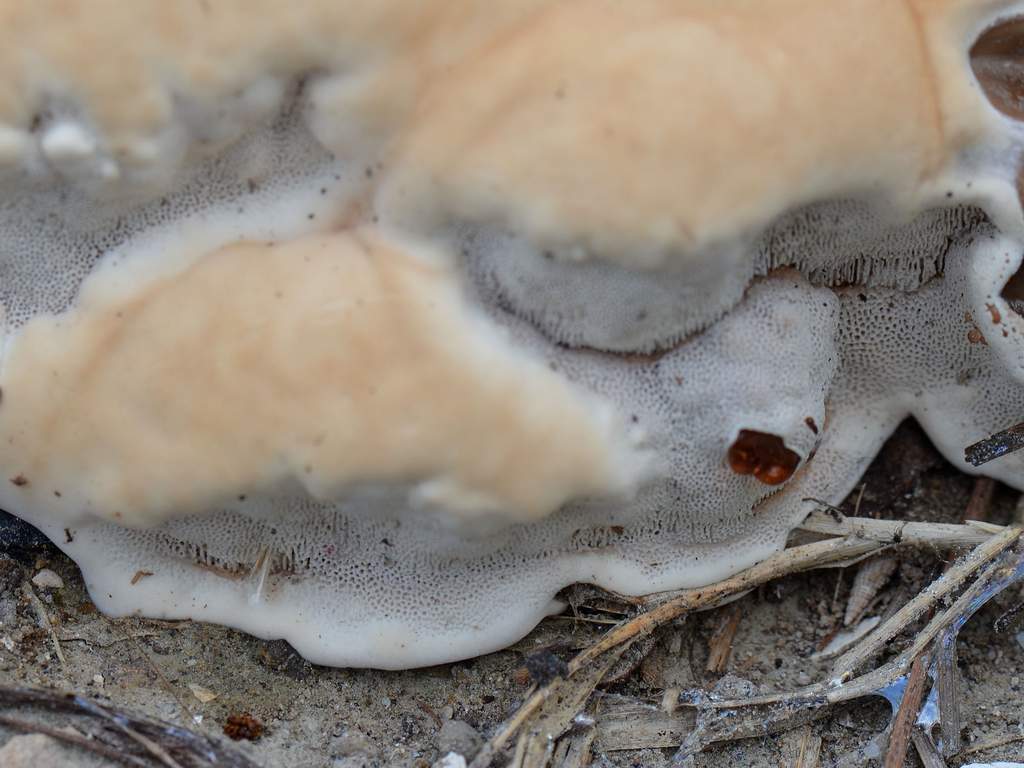 Fungo da determinare